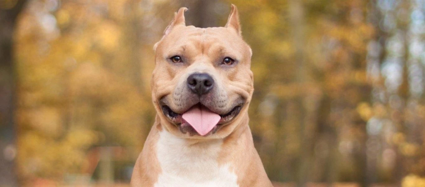 Ασυνείδητος δηλητηρίασε 25 ζώα στο Τυμπάκι - Τοποθέτησε δηλητηριασμένα δολώματα